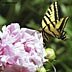 Nature-Swallowtail Butterfly