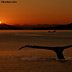 Wildlife-Humpback whale at sunset
