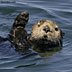 Wildlife-Sea Otter