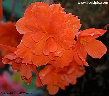 The beautiful flowers and blooms at the Butchart Gardens in Victoria, BC