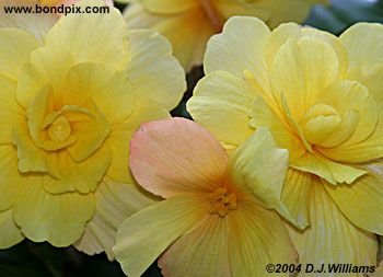 The beautiful flowers and blooms at the Butchart Gardens in Victoria, BC