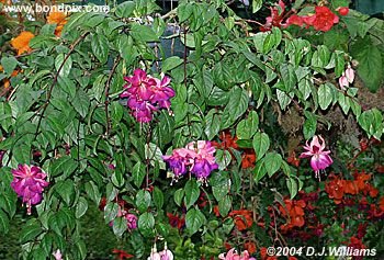 The beautiful flowers and blooms at the Butchart Gardens in Victoria, BC