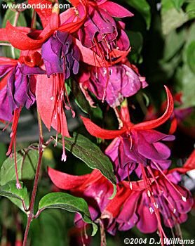 The beautiful flowers and blooms at the Butchart Gardens in Victoria, BC