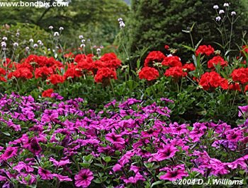 The beautiful flowers and blooms at the Butchart Gardens in Victoria, BC