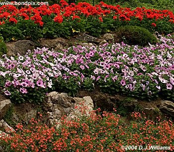 The beautiful flowers and blooms at the Butchart Gardens in Victoria, BC