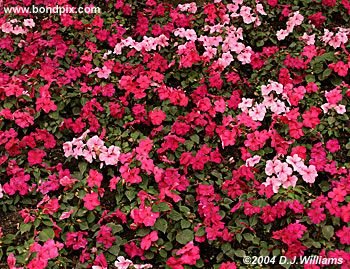 The beautiful flowers and blooms at the Butchart Gardens in Victoria, BC