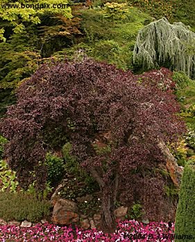 The beautiful Butchart Gardens in Victoria, BC