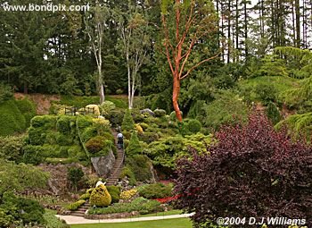 The beautiful Butchart Gardens in Victoria, BC