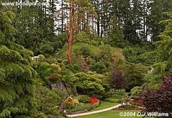 The beautiful Butchart Gardens in Victoria, BC