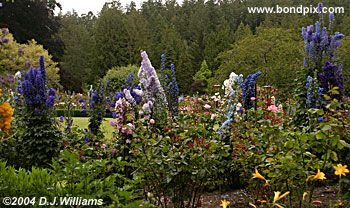 The beautiful Butchart Gardens in Victoria, BC