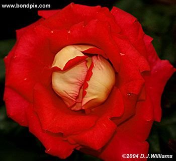 The beautiful flowers and blooms at the Butchart Gardens in Victoria, BC