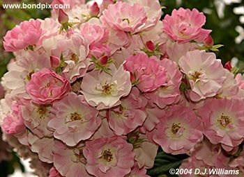 The beautiful flowers and blooms at the Butchart Gardens in Victoria, BC