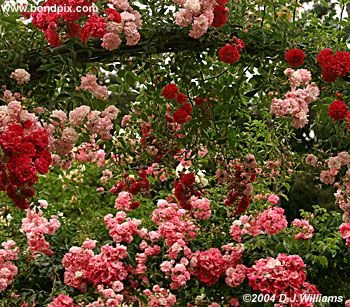 The beautiful flowers and blooms at the Butchart Gardens in Victoria, BC