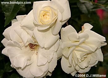 The beautiful flowers and blooms at the Butchart Gardens in Victoria, BC