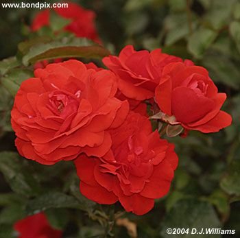 The beautiful flowers and blooms at the Butchart Gardens in Victoria, BC