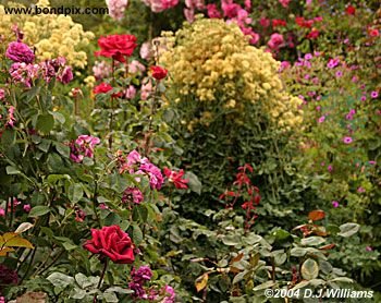 The beautiful flowers and blooms at the Butchart Gardens in Victoria, BC