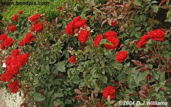 The beautiful flowers and blooms at the Butchart Gardens in Victoria, BC