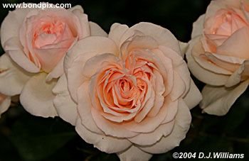 The beautiful flowers and blooms at the Butchart Gardens in Victoria, BC