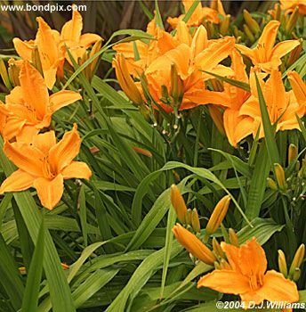 The beautiful flowers and blooms at the Butchart Gardens in Victoria, BC