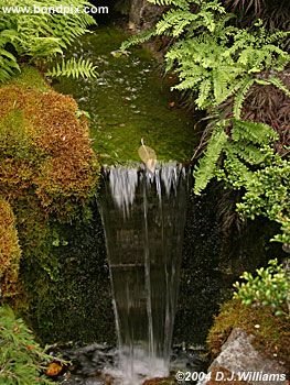 The beautiful Butchart Gardens in Victoria, BC