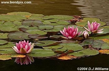 The beautiful Butchart Gardens in Victoria, BC