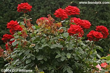 The beautiful Butchart Gardens in Victoria, BC