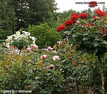 The beautiful Butchart Gardens in Victoria, BC