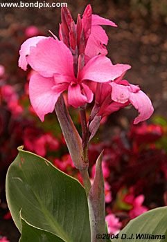 The beautiful flowers and blooms at the Butchart Gardens in Victoria, BC