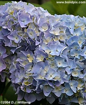 The beautiful flowers and blooms at the Butchart Gardens in Victoria, BC