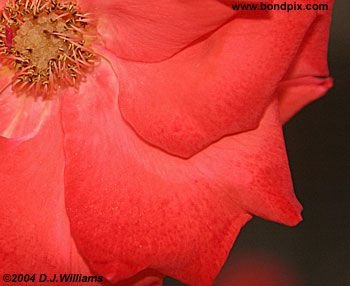 The beautiful flowers and blooms at the Butchart Gardens in Victoria, BC