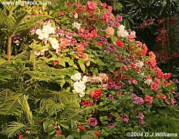 The beautiful flowers and blooms at the Butchart Gardens in Victoria, BC