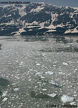 Ice flows and icebergs from the glaciers in Yakutat bay, Alaska