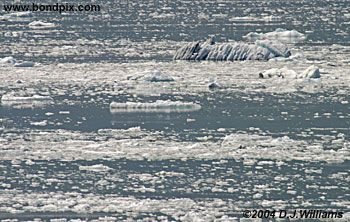 Ice flows and icebergs from the glaciers in Yakutat bay, Alaska