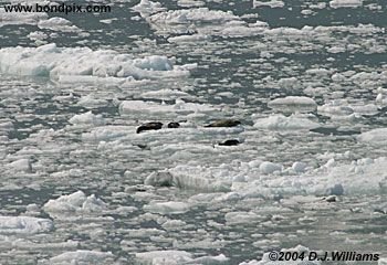 Ice flows and icebergs from the glaciers in Yakutat bay, Alaska