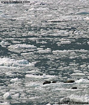 Ice flows and icebergs from the glaciers in Yakutat bay, Alaska