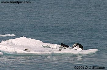 Ice flows and icebergs from the glaciers in Yakutat bay, Alaska