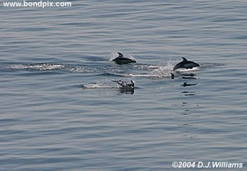 Dall Porpoises