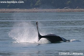 Humpback whale