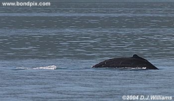 Humpback whale