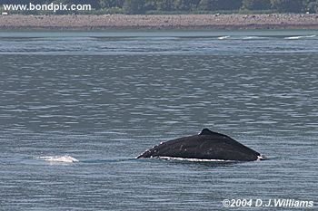 Humpback whale