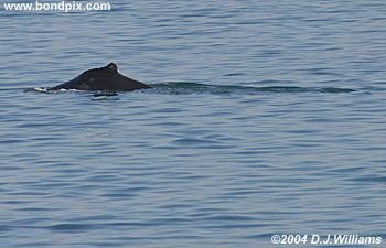 Humpback whale