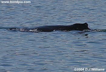 Humpback whale