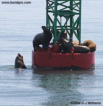 Stellar Sea Lions on a bouy in Alaska