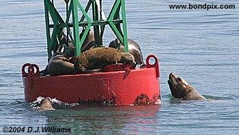 Stellar Sea Lions on a bouy in Alaska