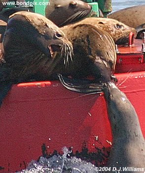 Stellar Sea Lions on a bouy in Alaska