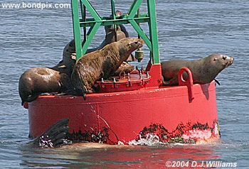 Stellar Sea Lions on a bouy in Alaska