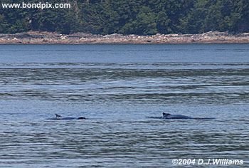 Humpback whale