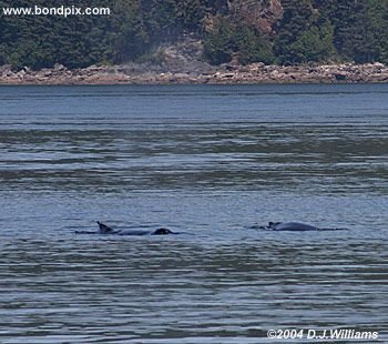 Humpback whale