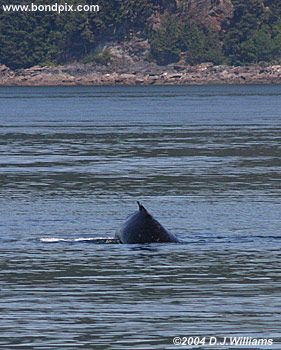 Humpback whale