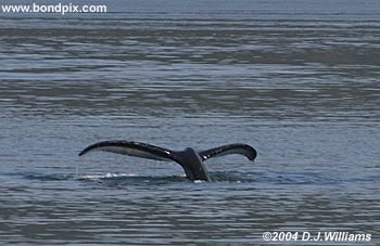 Humpback whale